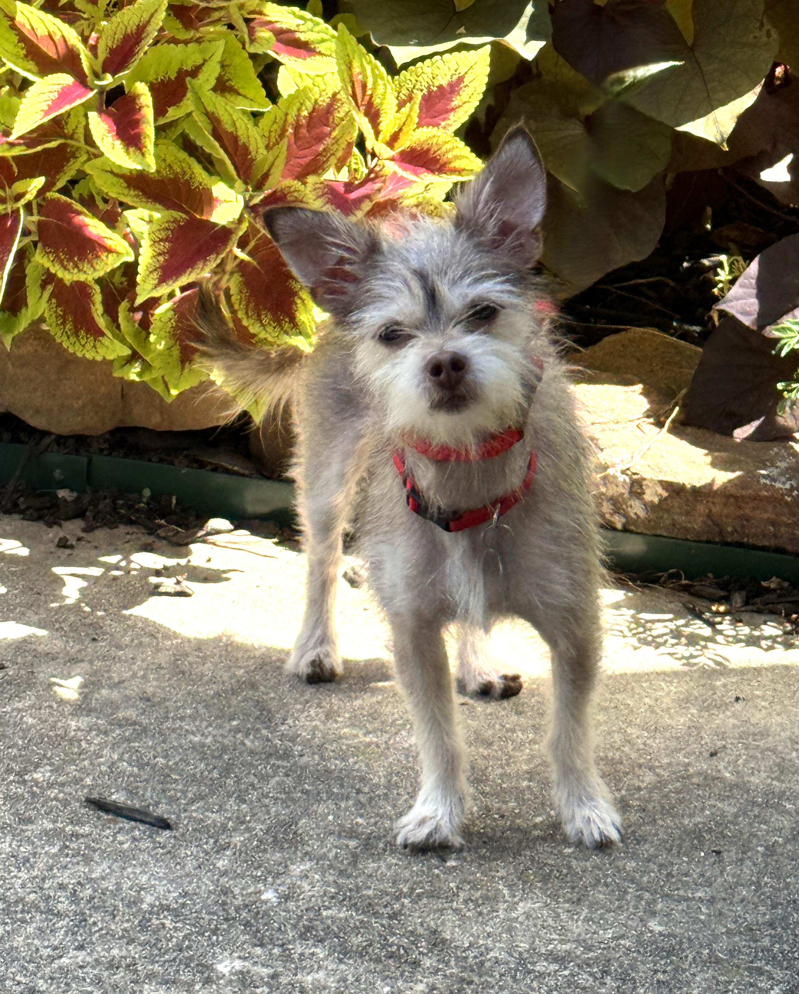 Bijou, a Adoptable mixed breed in Houston, TX image 2/6