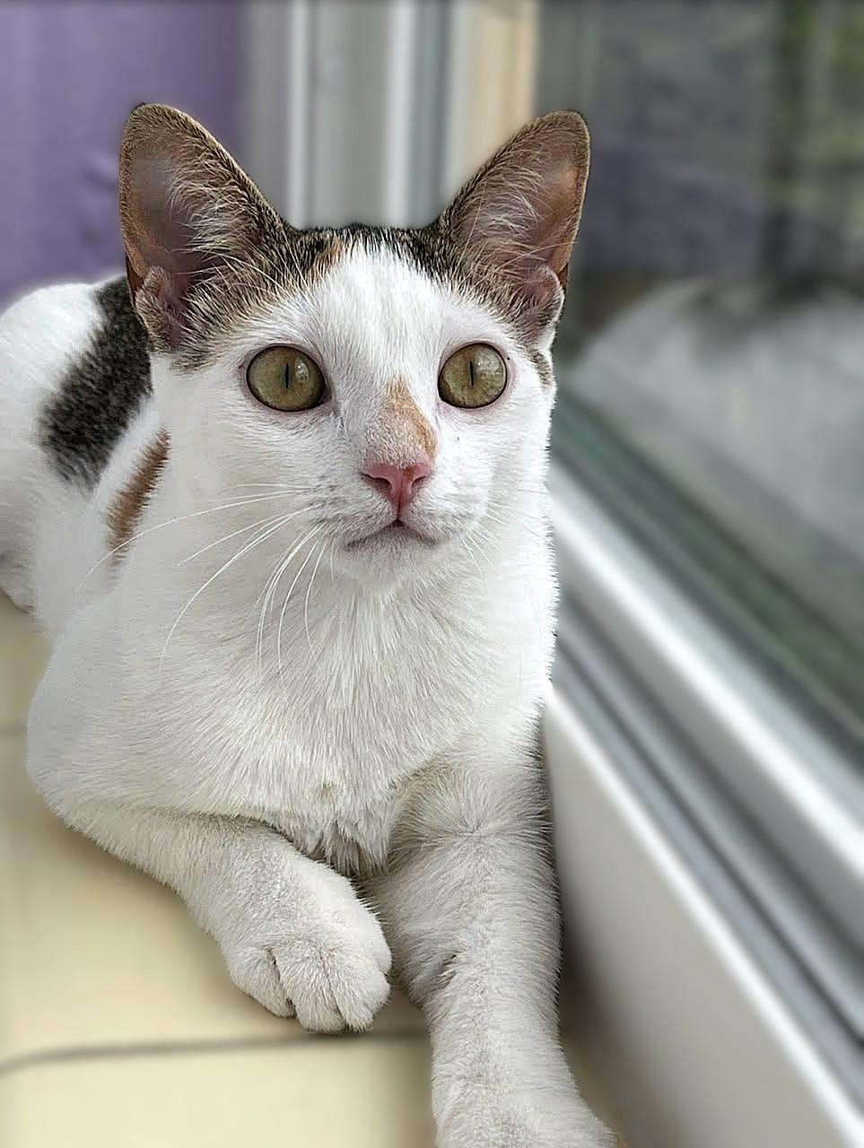 Miso, Adoptable, Adult Female Calico.