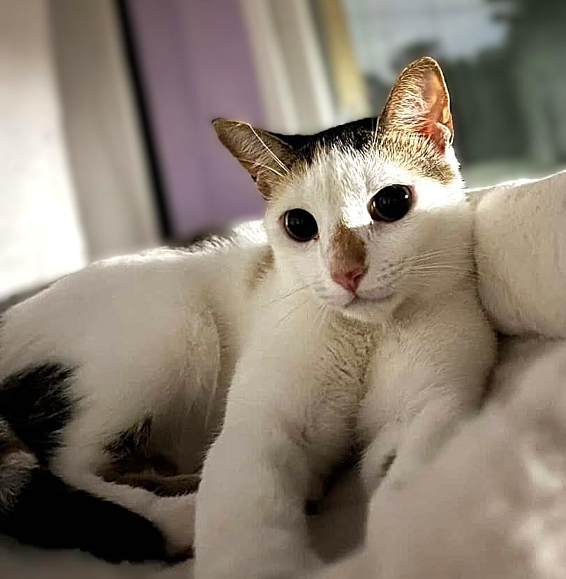 Enlarge Miso, a Adoptable Calico in miami, FL image 3/3
