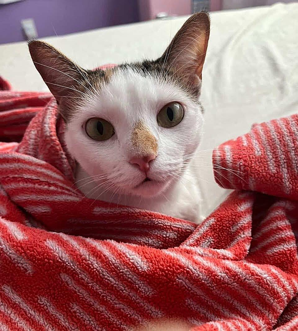 Enlarge Miso, a Adoptable Calico in miami, FL image 2/3