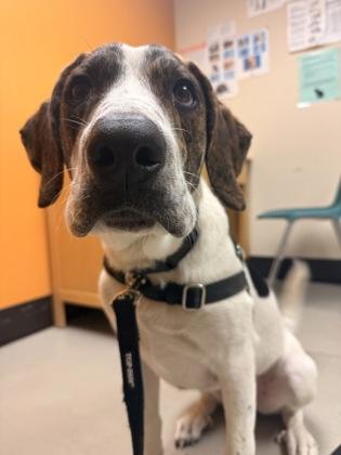 Wren, a Adoptable mixed breed in Bellingham, WA image 2/3