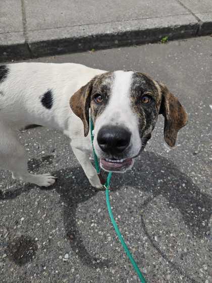 Wren, a Adoptable mixed breed in Bellingham, WA image 3/3