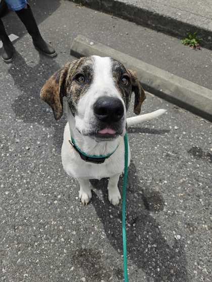 Wren, Adoptable, Young Male Hound.