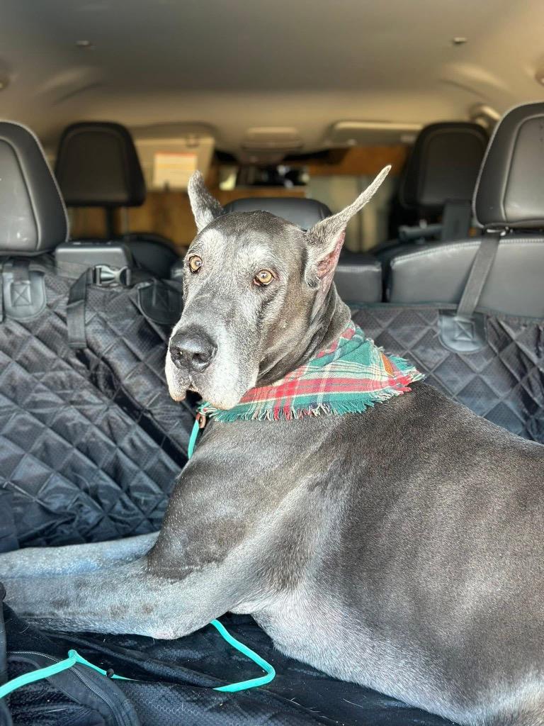 FRANKIE, Adoptable, Adult Female Mixed Breed.