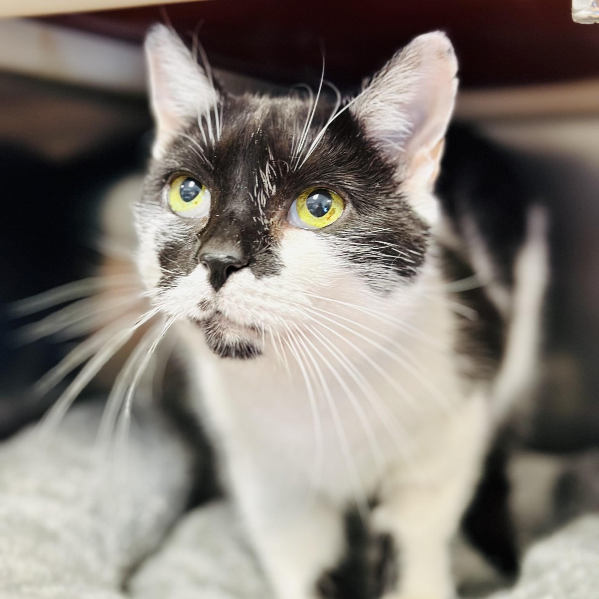 Enlarge Tippy , a ADOPTABLE Domestic Short Hair in Manahawkin, NJ image 2/2