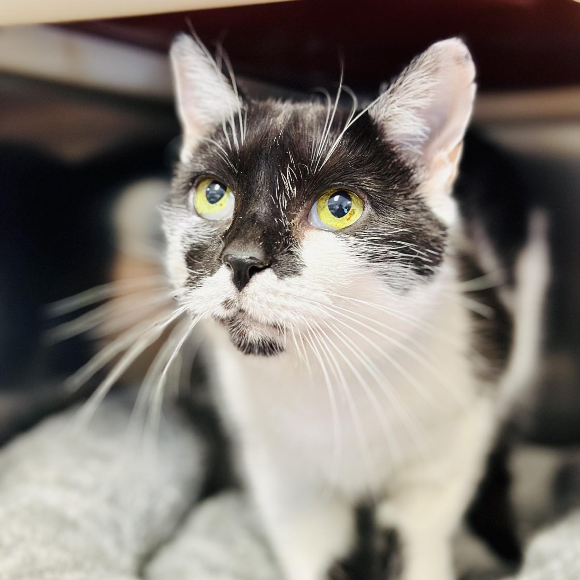 Tippy , ADOPTABLE, Adult Female Domestic Short Hair.