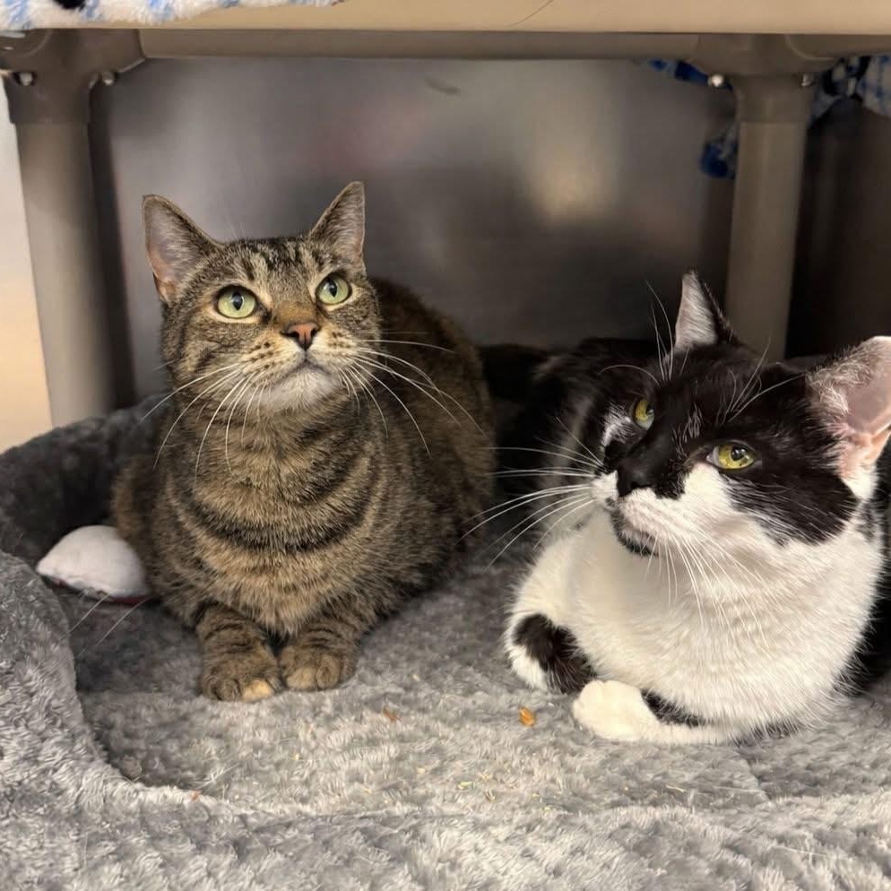 Tippy , an adoptable Domestic Short Hair in Manahawkin, NJ image 3/3