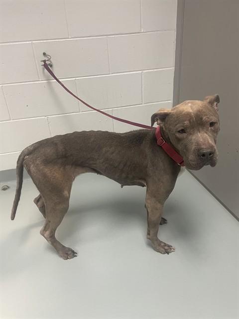 Enlarge BRITNEY SPEARS, a Adoptable Pit Bull Terrier in Saint Cloud, FL image 1/1