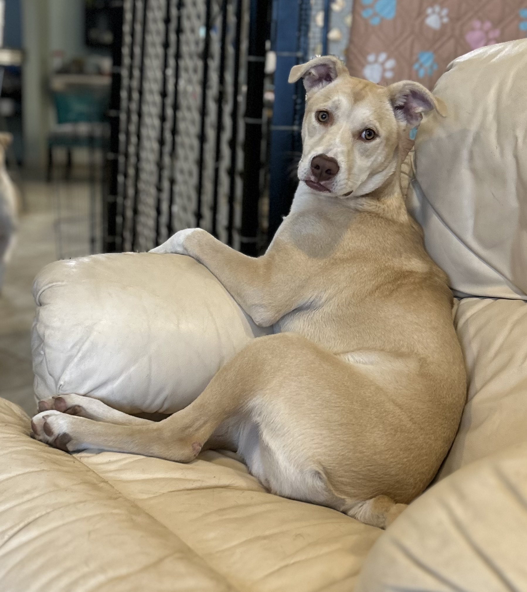 Twinkie - Somebody NEEDS this goofy girl in their life!!