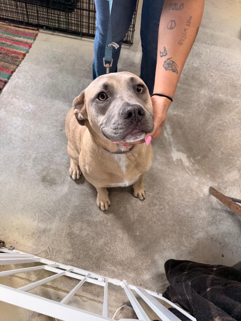 Duke, Adoptable, Young Male Black Mouth Cur & Retriever.