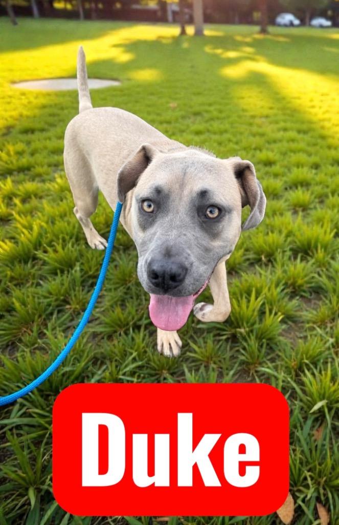 Enlarge Duke, a Adoptable mixed breed in Camden, TN image 2/3
