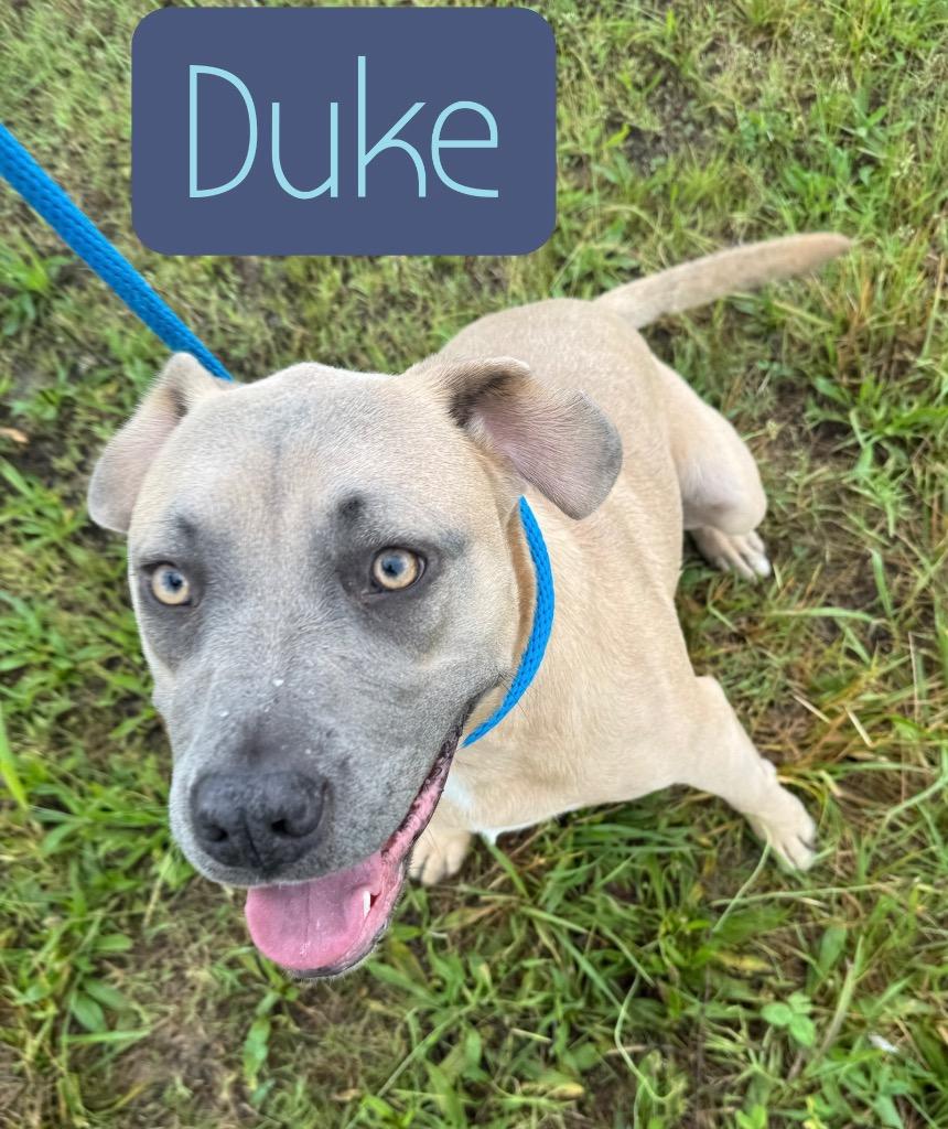 Enlarge Duke, a Adoptable mixed breed in Camden, TN image 3/3