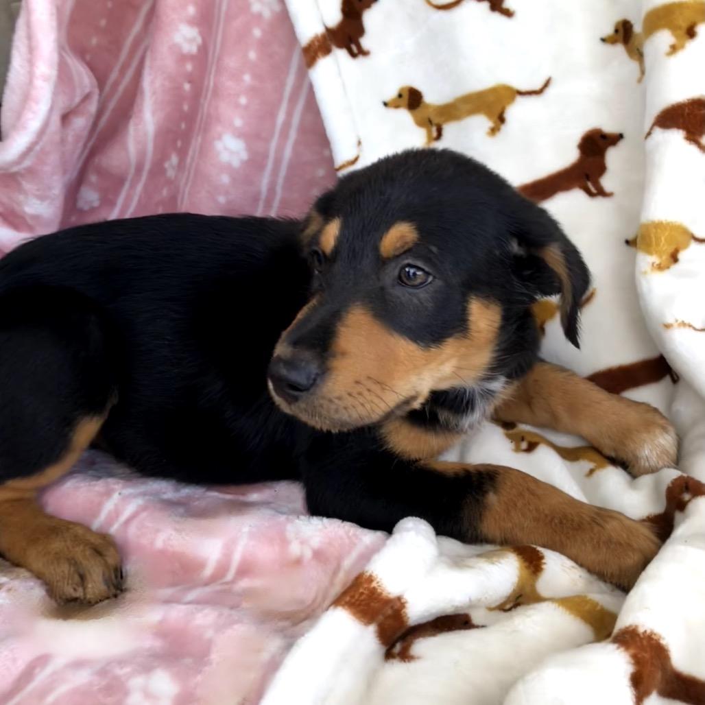 Enlarge Kira (Victoria Litter), an adopted mixed breed in Lakeville, MN image 2/3