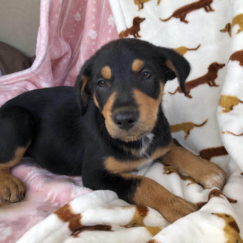 Enlarge Kira (Victoria Litter), an adopted mixed breed in Lakeville, MN image 1/3