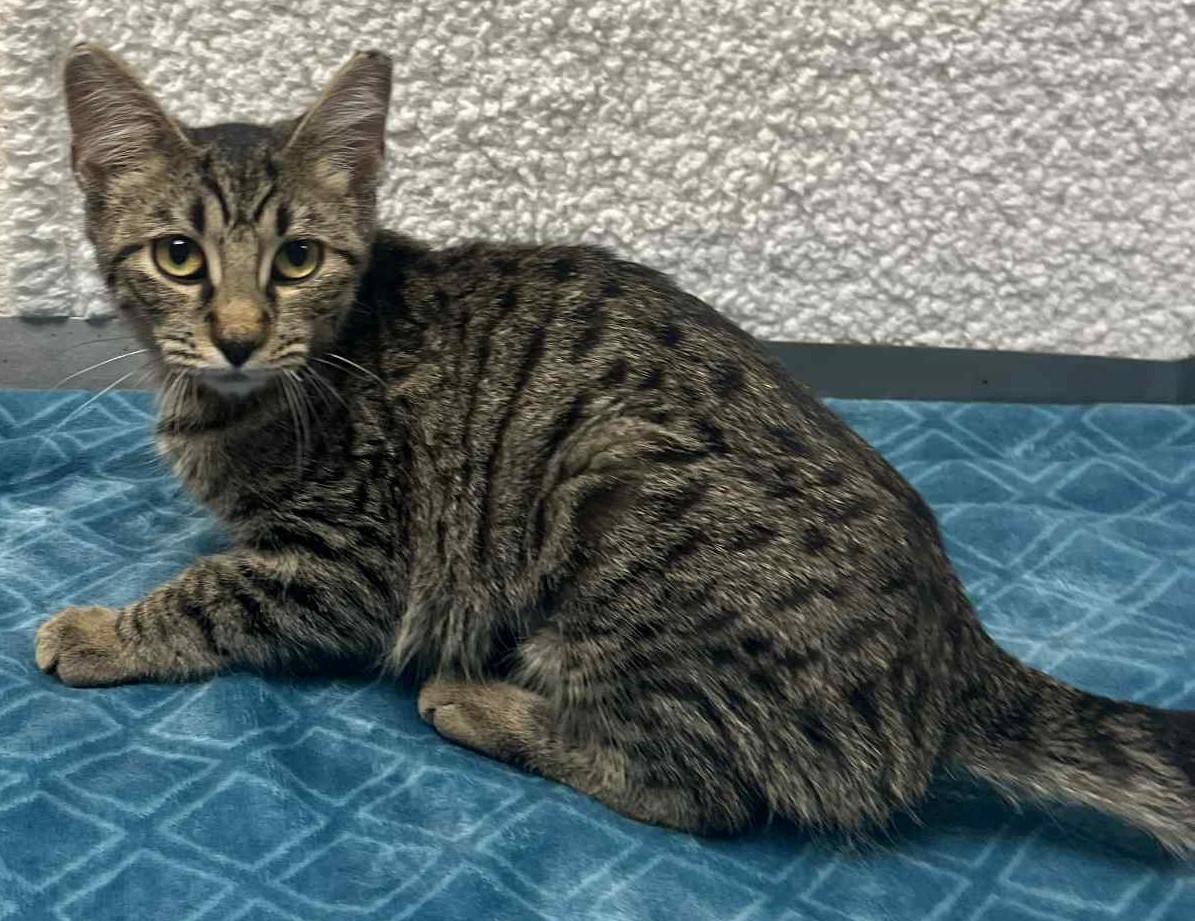 Cheese, an adoptable Domestic Short Hair in Lampasas, TX, 76550 | Photo Image 1