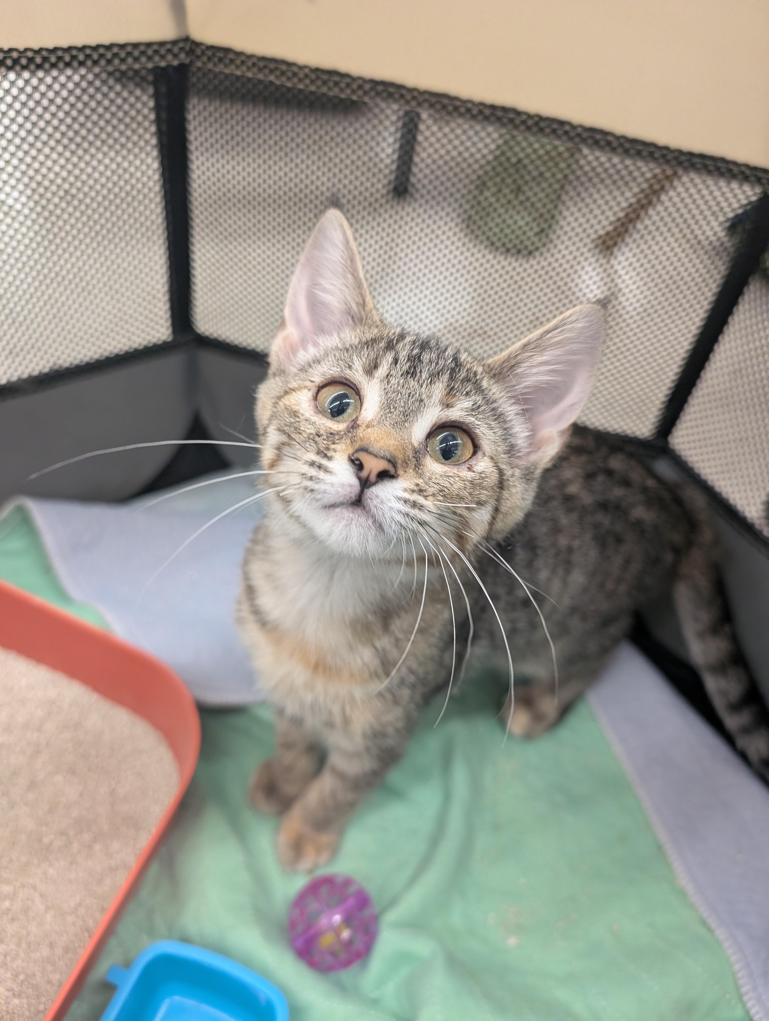 Enlarge Chaloua and Valentina, a Adopted Domestic Short Hair in Alexander, NY image 2/3