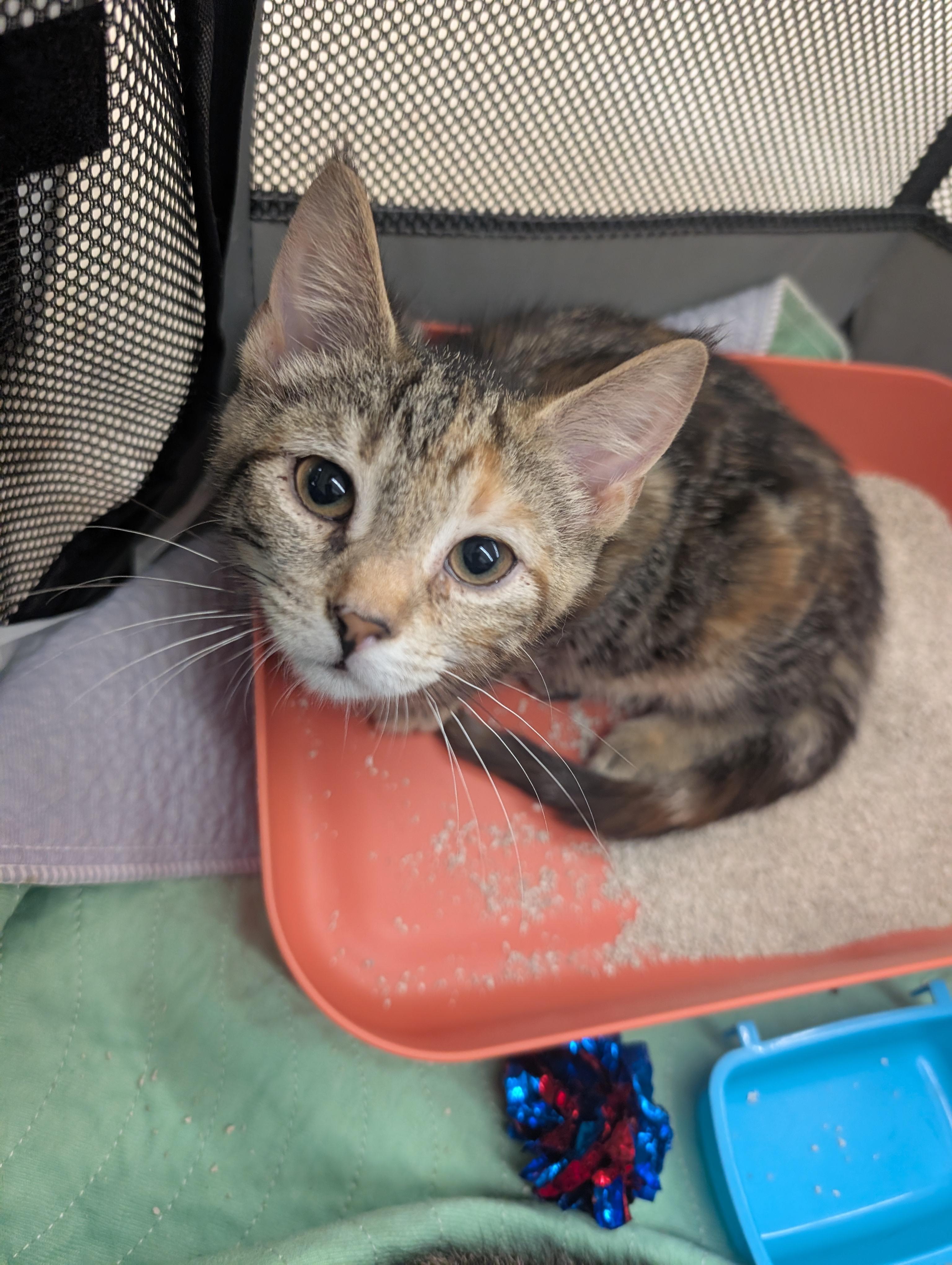 Chaloua and Valentina, Adopted, Young Female Domestic Short Hair.
