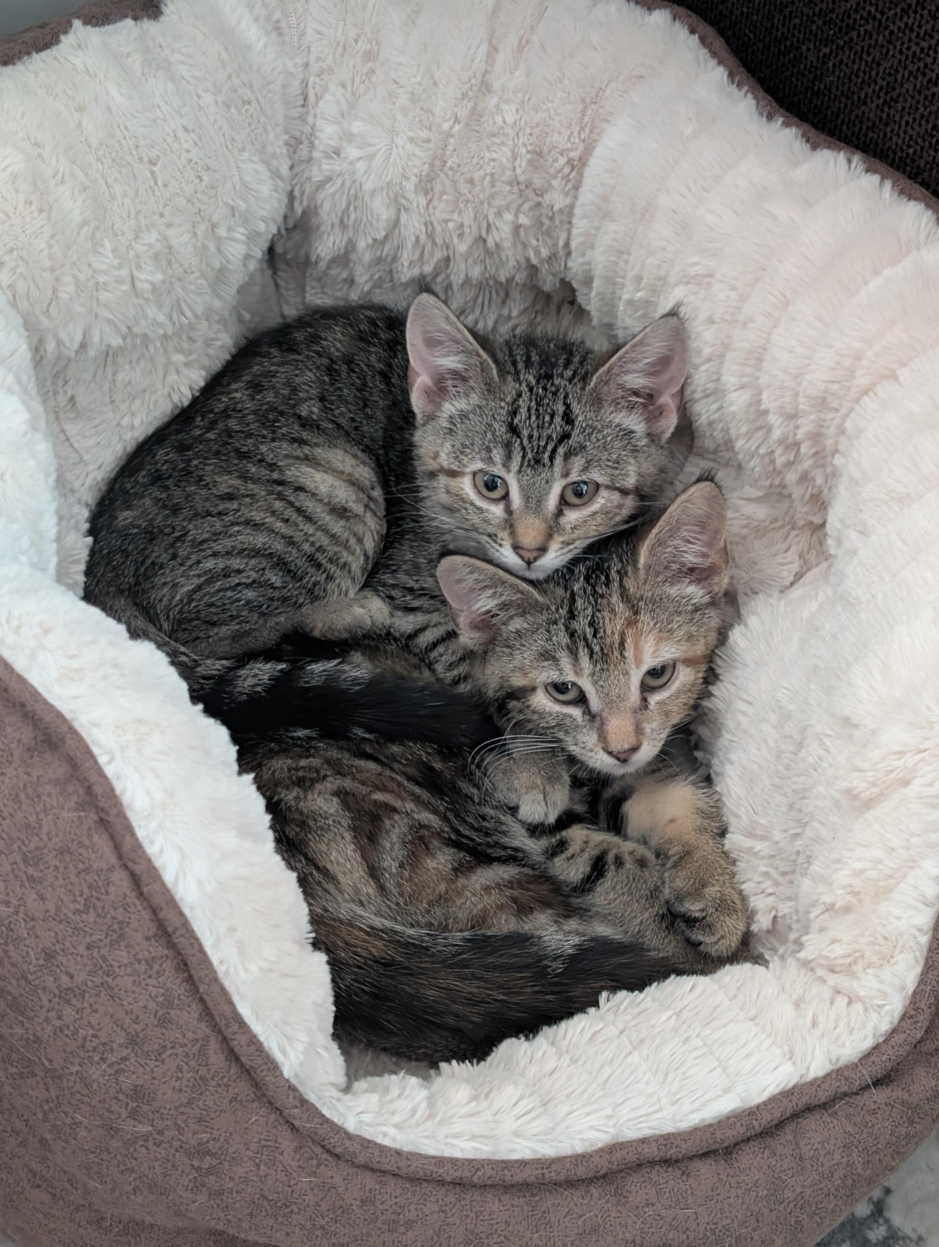 Enlarge Chaloua and Valentina, a Adopted Domestic Short Hair in Alexander, NY image 3/3