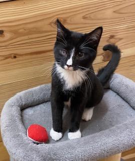 Enlarge Orion - loves toys, food, and his crazy sister!, a ADOPTABLE Tuxedo in Cary, NC image 6/6