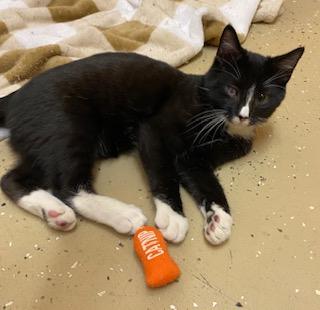 Enlarge Orion - loves toys, food, and his crazy sister!, a ADOPTABLE Tuxedo in Cary, NC image 3/6