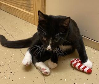 Enlarge Orion - loves toys, food, and his crazy sister!, a ADOPTABLE Tuxedo in Cary, NC image 2/6