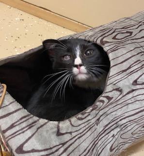 Enlarge Orion - loves toys, food, and his crazy sister!, a ADOPTABLE Tuxedo in Cary, NC image 4/6