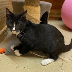Orion - loves toys, food, and his crazy sister!, ADOPTABLE, Kitten Male Tuxedo.