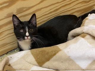 Enlarge Orion - loves toys, food, and his crazy sister!, a ADOPTABLE Tuxedo in Cary, NC image 5/6