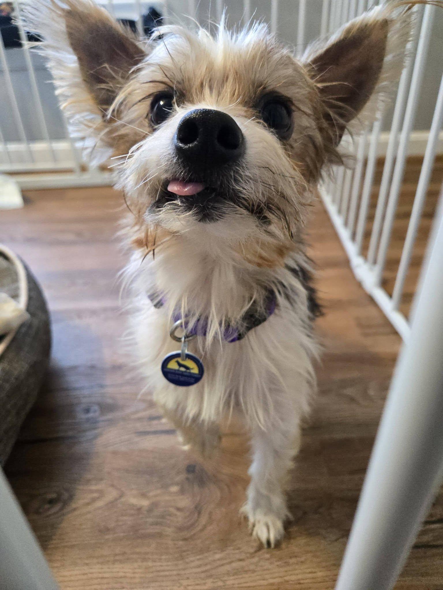 Enlarge Prince (Bonded w/ Gidget), an adoptable mixed breed in Severn, MD image 2/5