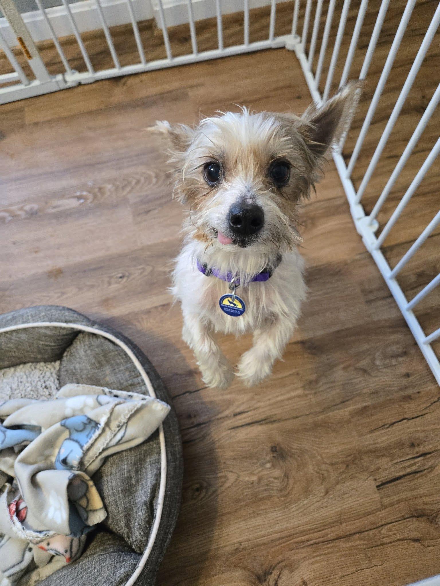 Enlarge Prince (Bonded w/ Gidget), an adoptable mixed breed in Severn, MD image 3/5