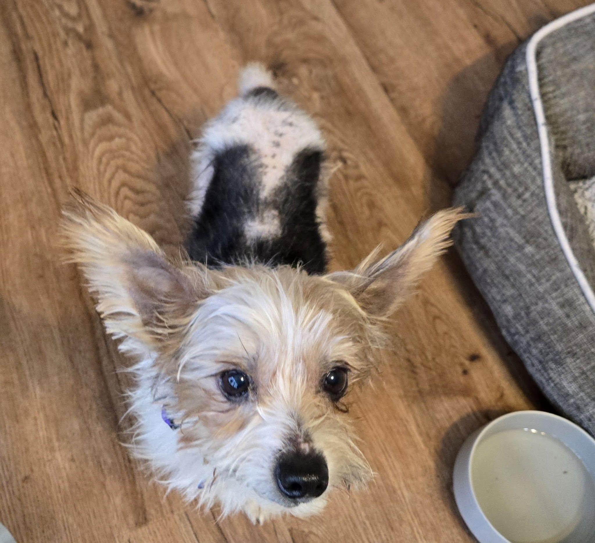 Prince (Bonded w/ Gidget), adoptable, Adult Male Yorkshire Terrier.