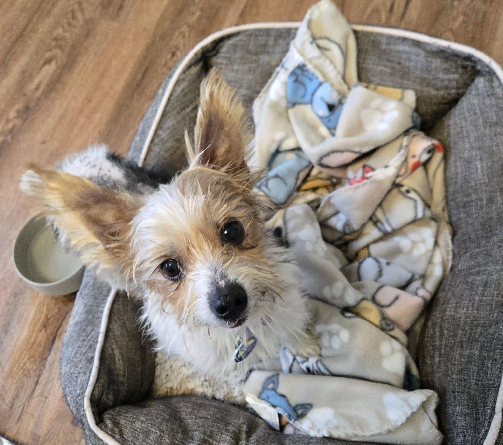 Enlarge Prince (Bonded w/ Gidget), an adoptable mixed breed in Severn, MD image 4/5