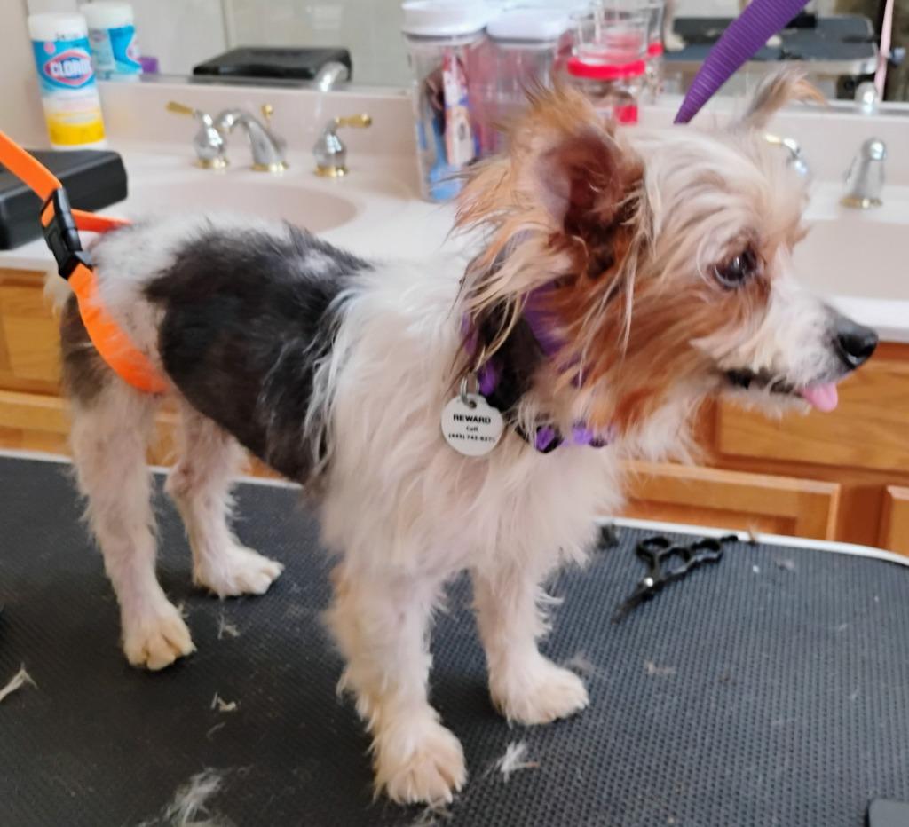 Enlarge Prince (Bonded w/ Gidget), an adoptable mixed breed in Severn, MD image 5/5