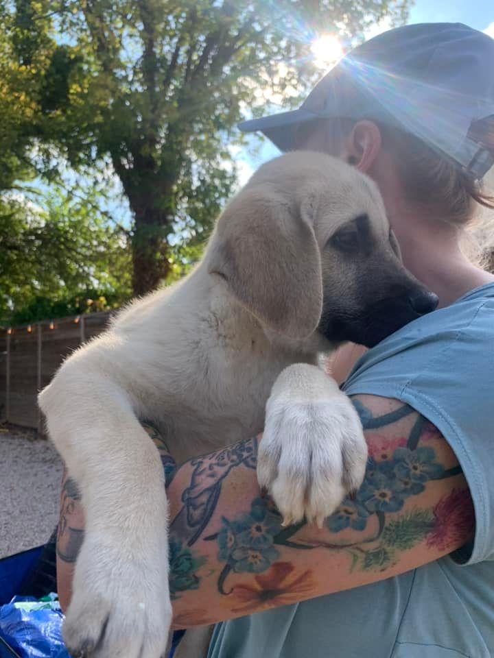 Kaiser - Springboard Litter, Adopted, Puppy Male Husky & Mastiff.