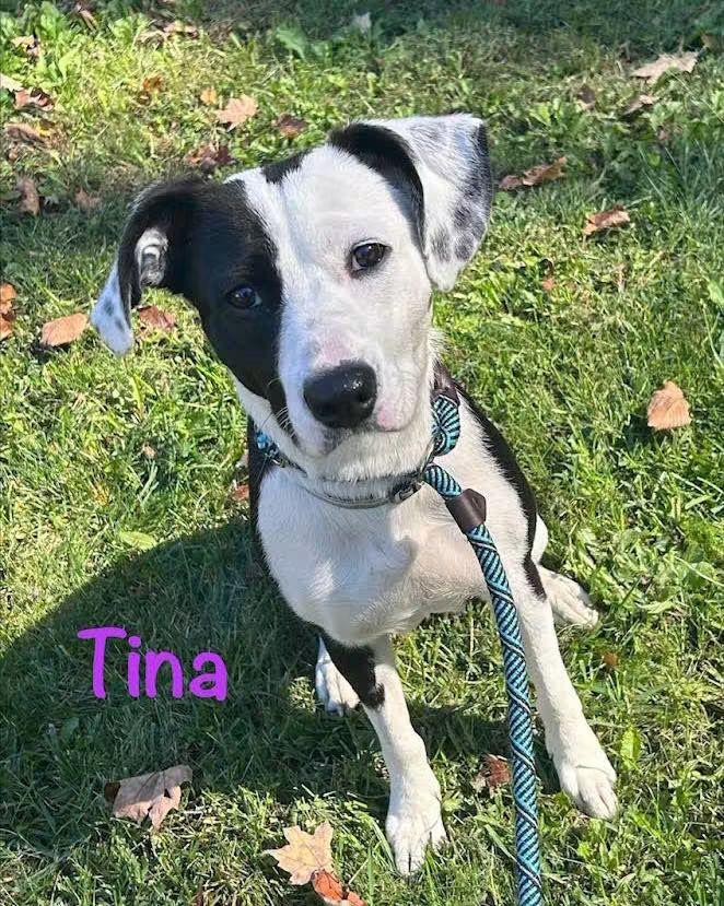Enlarge Tina, a Adoptable mixed breed in Washington , PA image 1/1