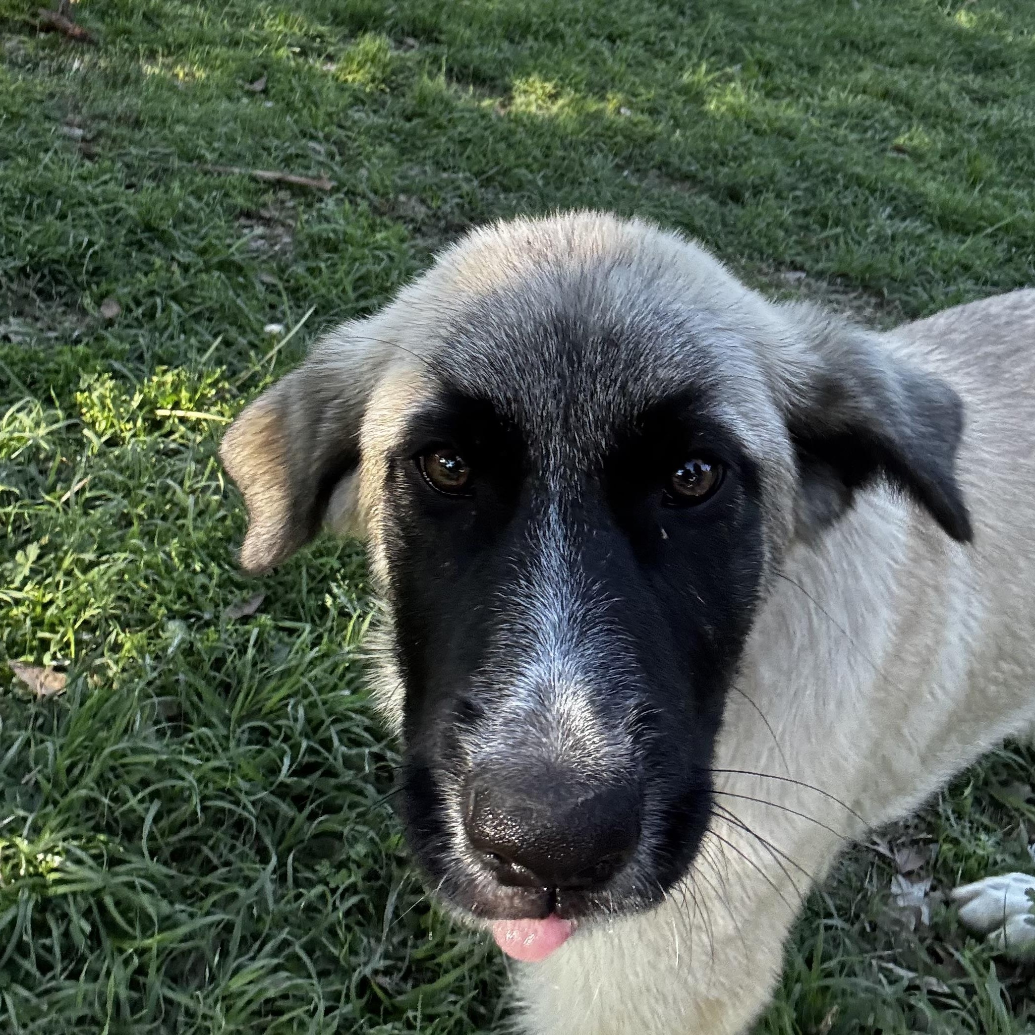 Lila