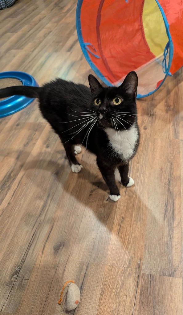 Carla (aka Karl), Adoptable, Adult Female Domestic Short Hair.