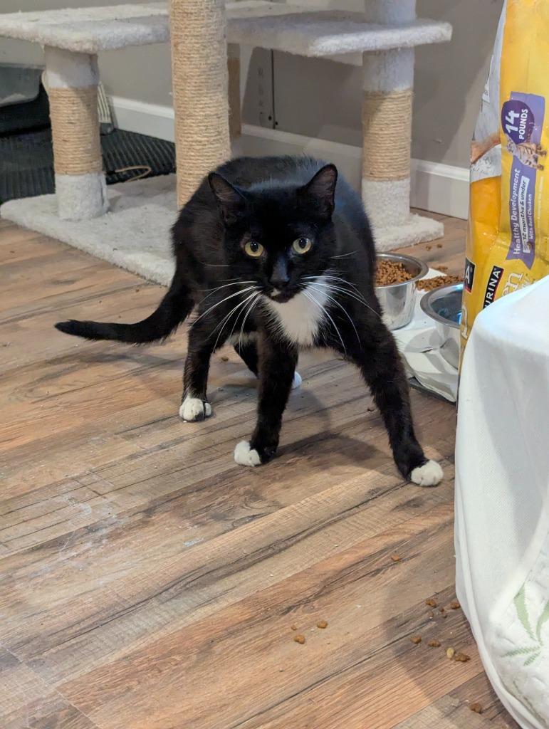 Enlarge Carla (aka Karl), a Adoptable mixed breed in Grovetown, GA image 2/2