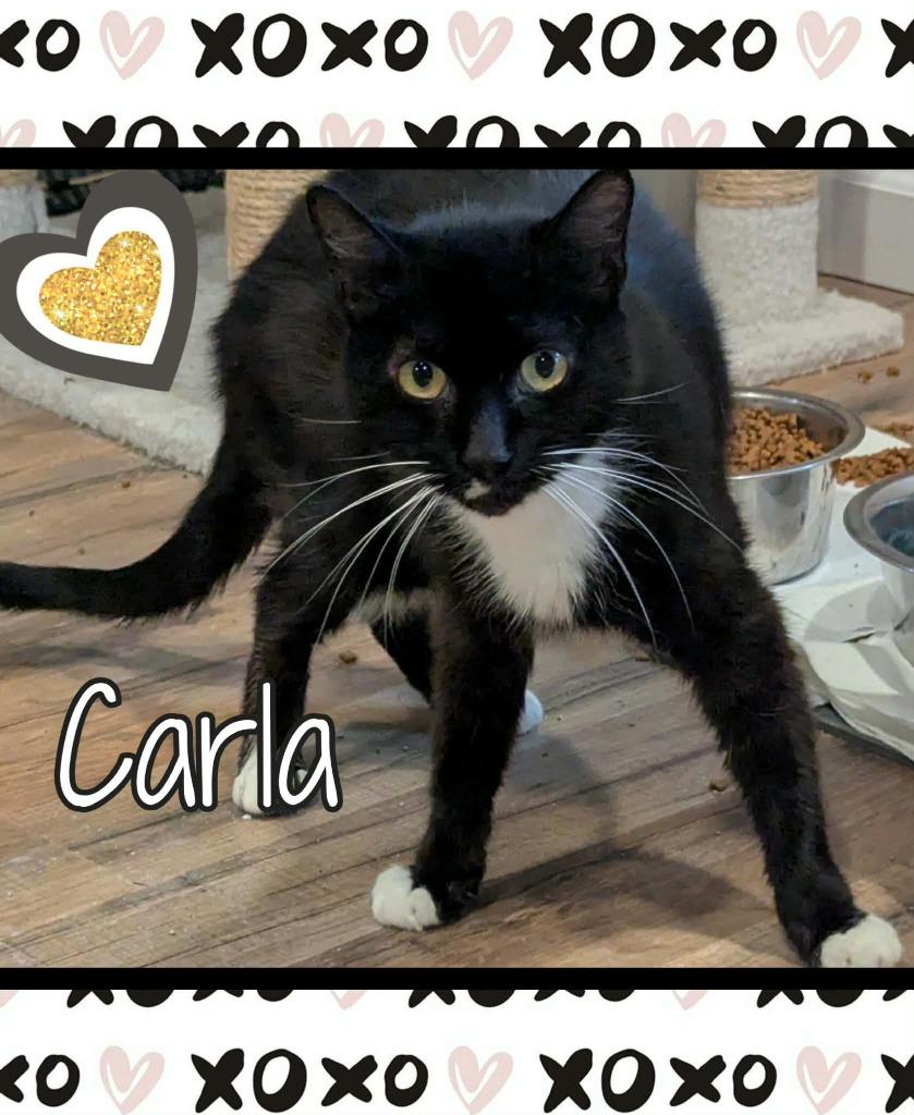 Carla (aka Karl), Adoptable, Adult Female Domestic Short Hair.
