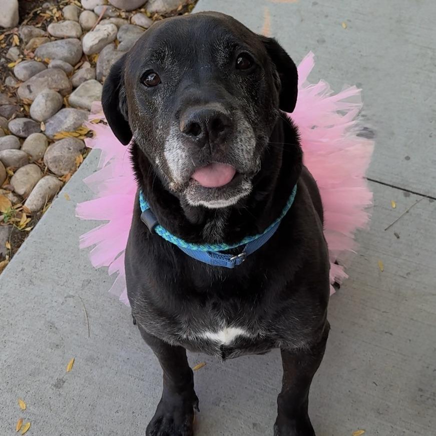 Enlarge The King, a Adoptable mixed breed in Salt Lake City, UT image 1/6