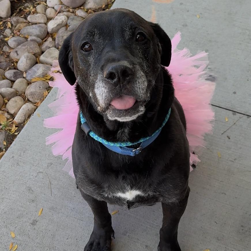 Enlarge The King, a Adoptable mixed breed in Salt Lake City, UT image 2/6