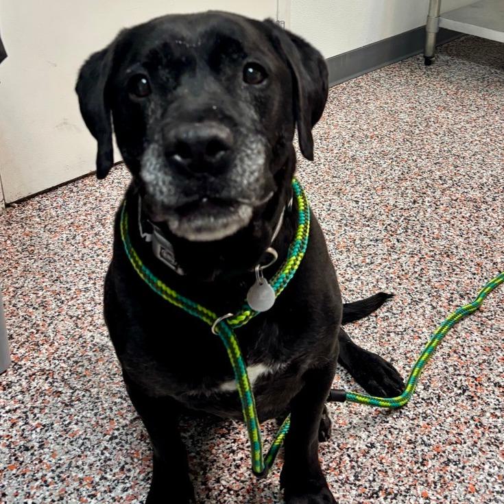 Enlarge The King, a Adoptable mixed breed in Salt Lake City, UT image 3/6