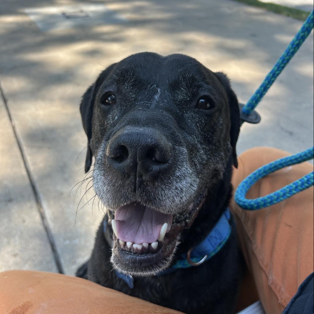 Enlarge The King, a Adoptable mixed breed in Salt Lake City, UT image 5/6