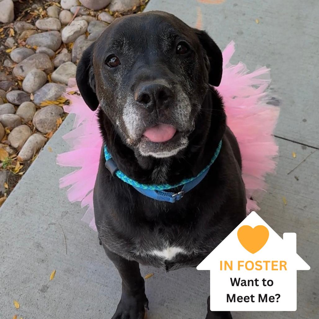 Enlarge The King, a Adoptable mixed breed in Salt Lake City, UT image 6/6