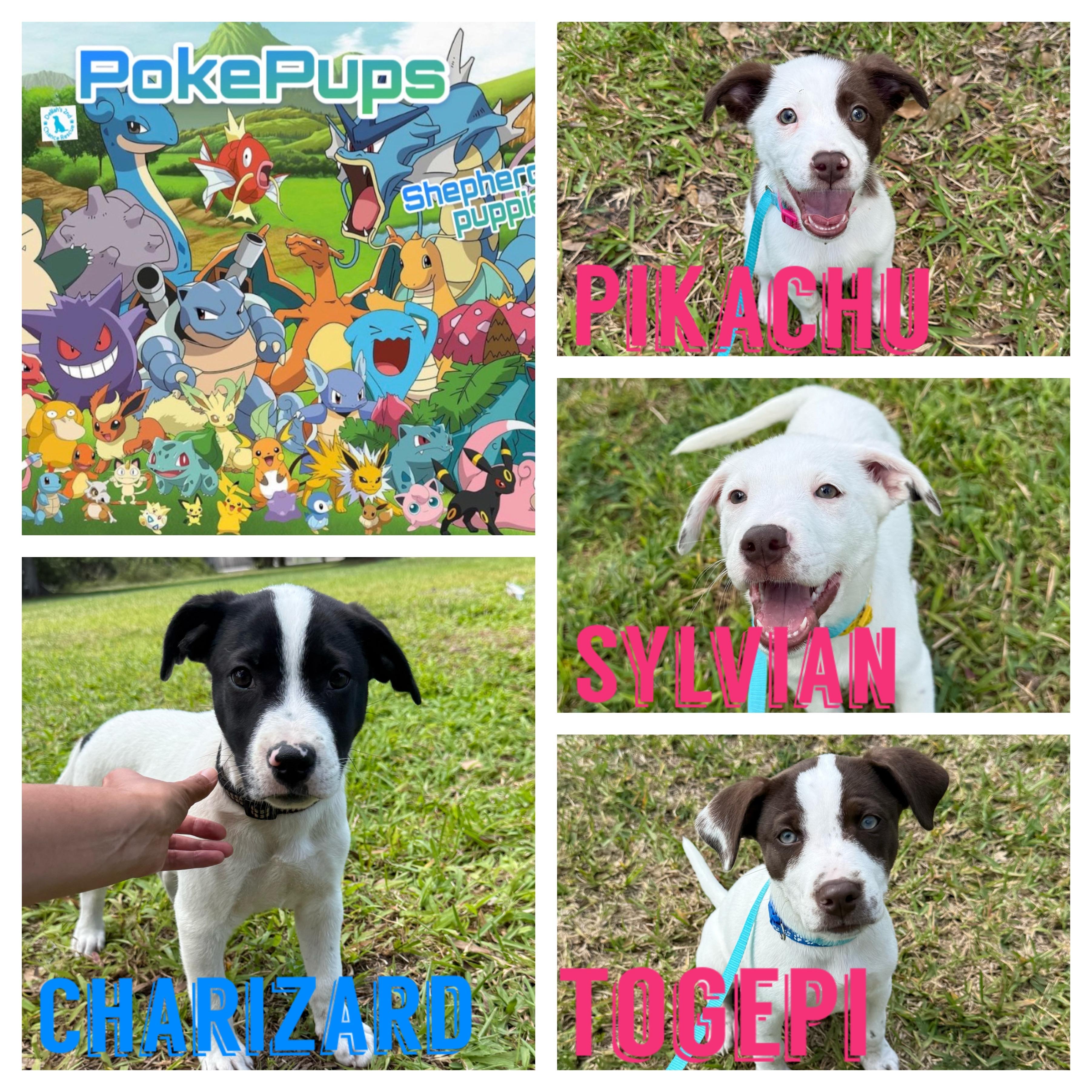 Enlarge PokePups, a ADOPTABLE mixed breed in Port Saint Lucie, FL image 1/1