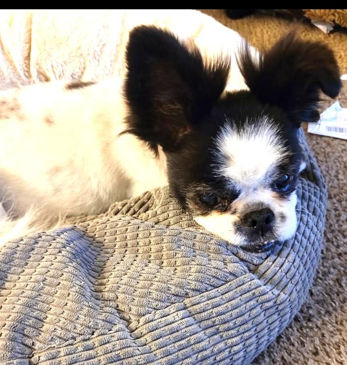 Po, an adopted Chinese Foo Dog in Ypsilanti, MI image 5/6