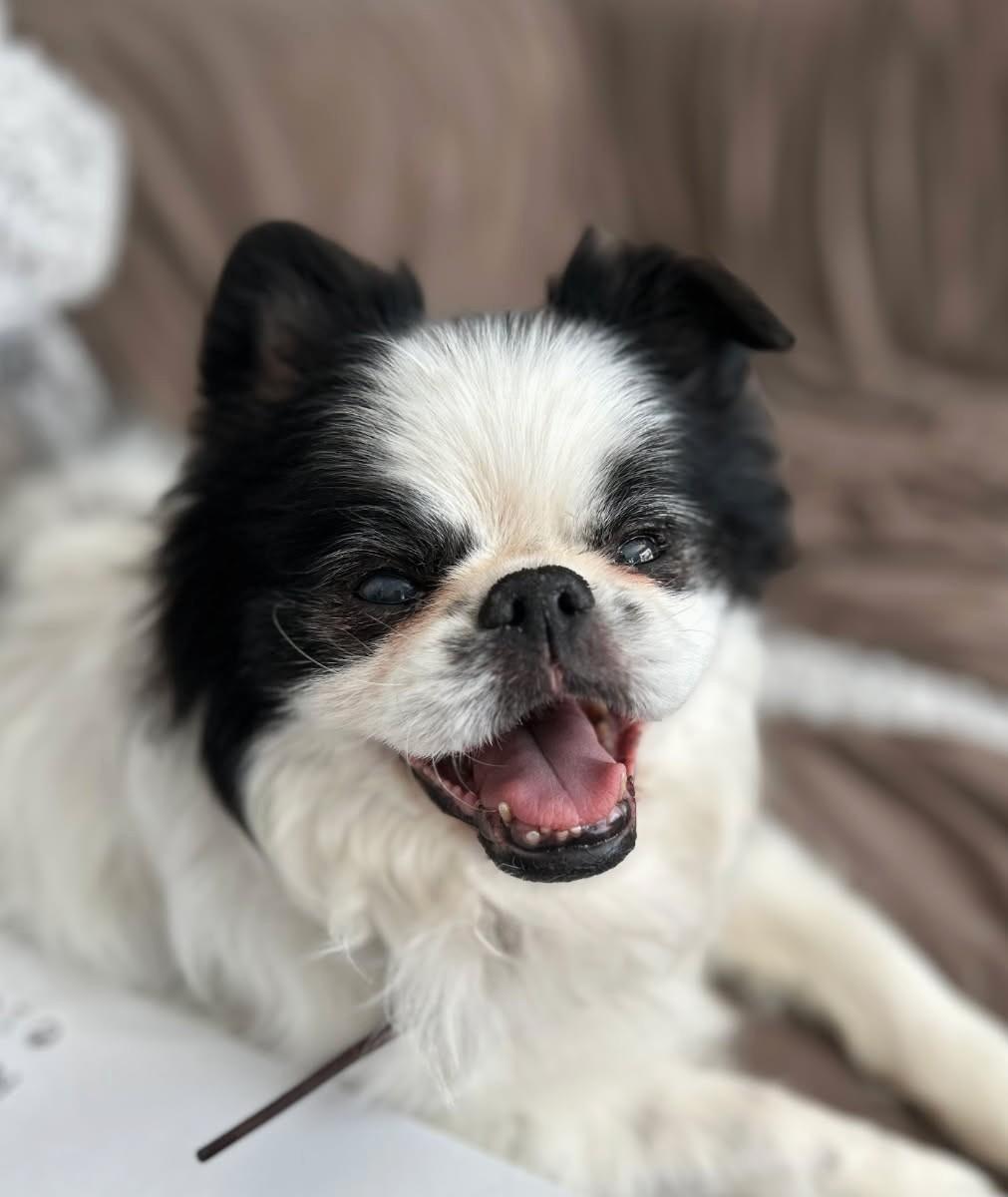 Po, an adopted Chinese Foo Dog in Ypsilanti, MI image 1/6