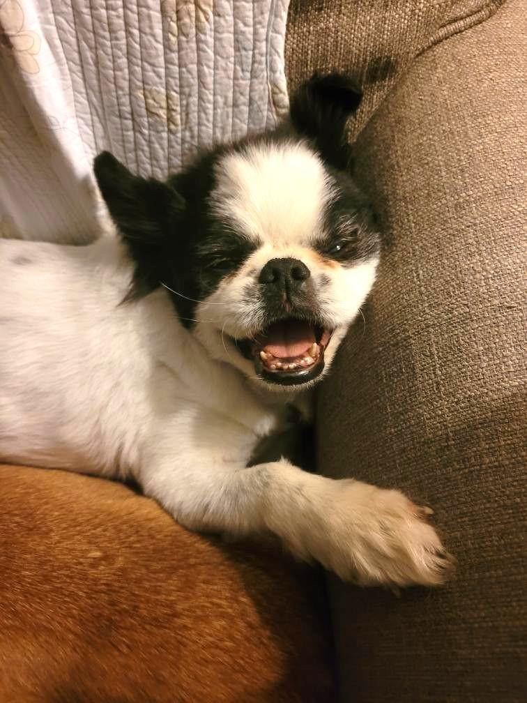 Po, an adopted Chinese Foo Dog in Ypsilanti, MI image 6/6