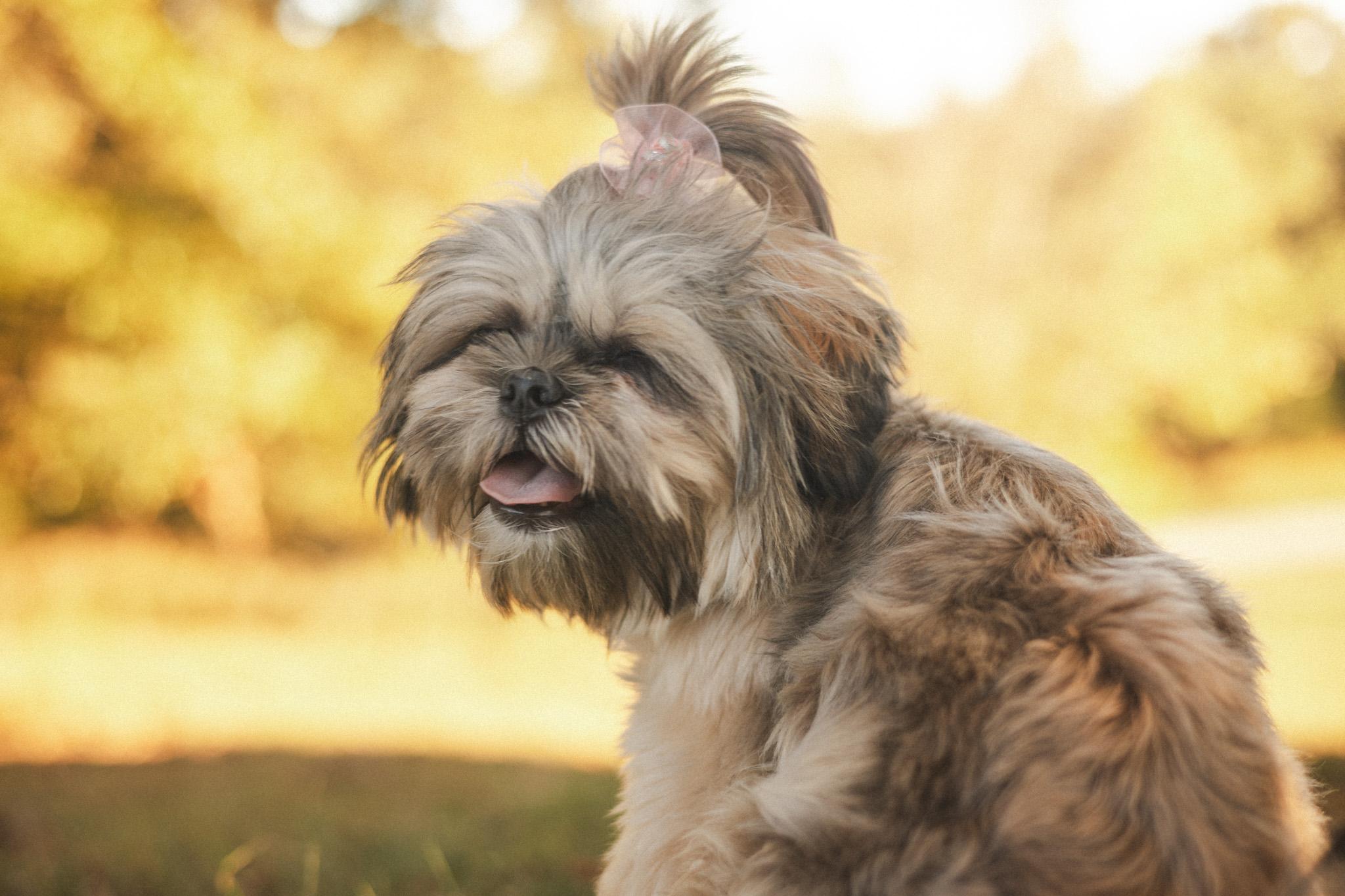 Penelope thumbnail 3