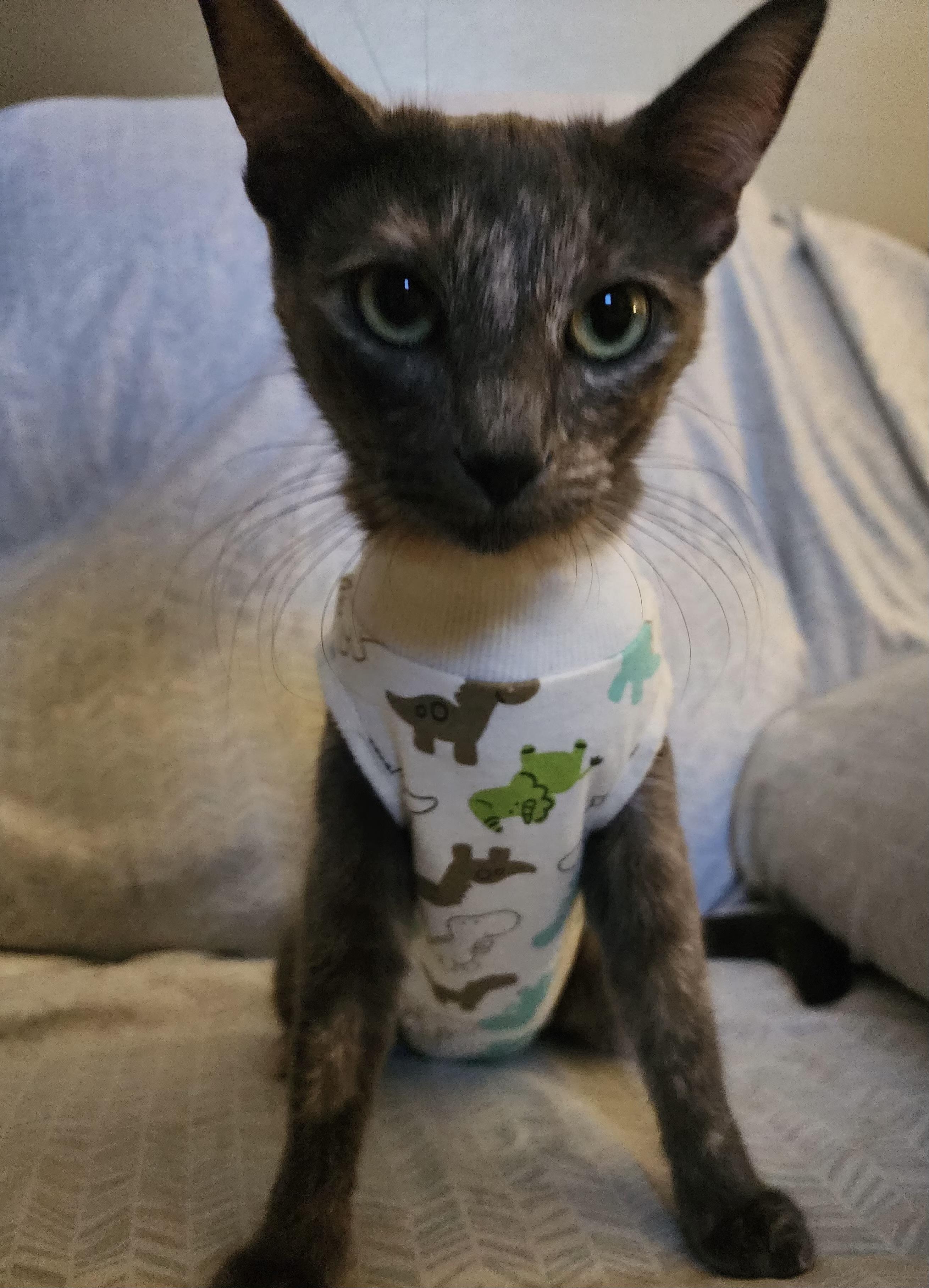 Star, Adopted, Young Female Domestic Short Hair.